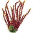 Aquatop Aquatic Supplies - Cabomba Fire Aquarium Plant With Weighted Base Sale